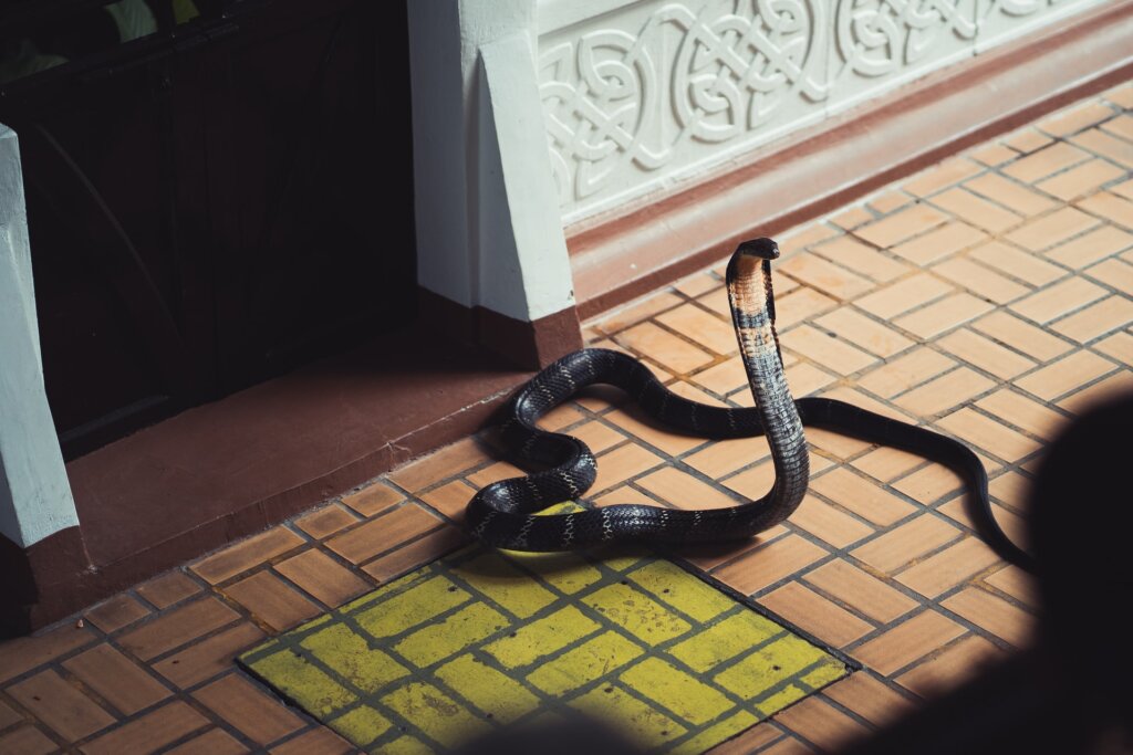 A cobra on your doorstep may be your ancestor. © Hendrik Schlott