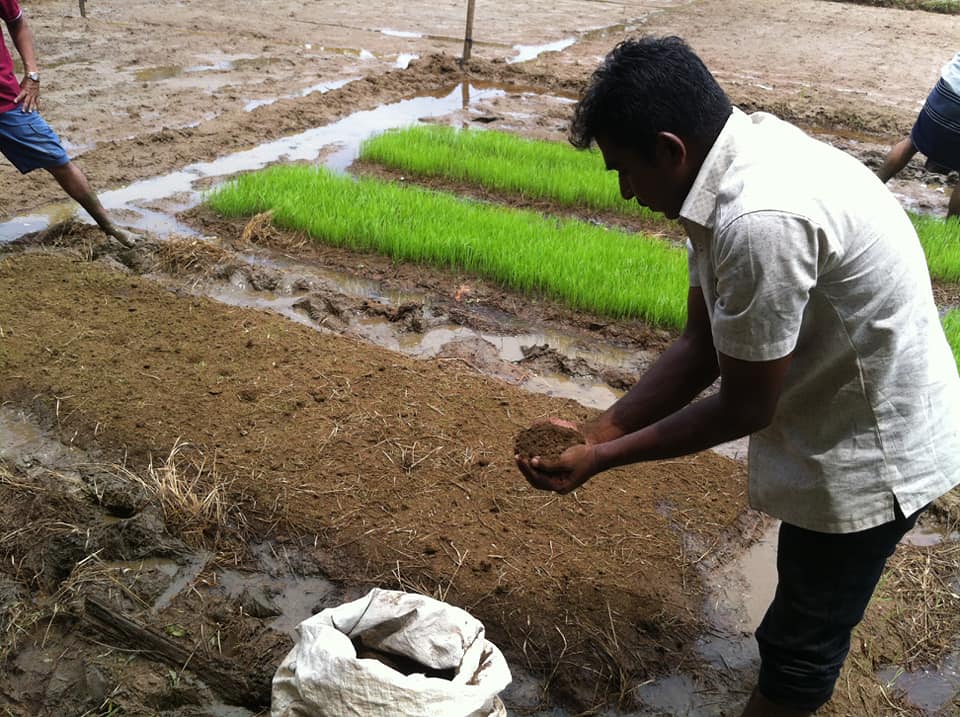 Renaissance Sri Lanka is proud to build Sri Lanka's future ecosystems, with our partner GREENFEM Greenfem Ecological Farming Training Center teaches farmers how to grow organic paddy.