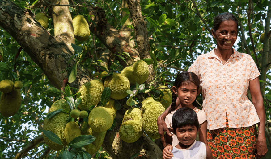Jackfruit is a naturally growing tree thriving in the Badulla district of Sri Lanka © Renaissance Sri Lanka